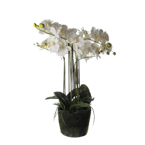 Kwiat Orchidea White