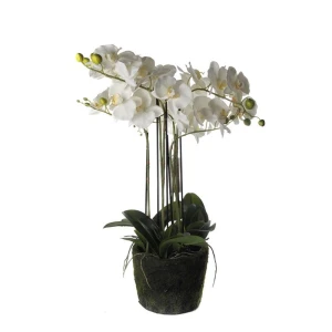 Kwiat Orchidea White M