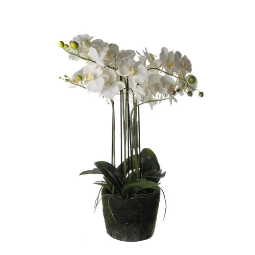 Kwiat Orchidea White